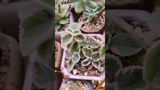 Plectranthus hadiensis var tomentosus Variegata  SUCCULENTZONECOM [upl. by Colt]