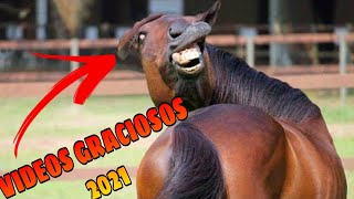 🤠 Animales Graciosos 2021 🐱🐶 Si te Ríes Pierdes 123 IMPOSIBLE [upl. by Nollek]