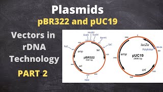 Vectors Based on Plasmid DNA pBR 322 and pUC19  Part2 [upl. by Nancy412]