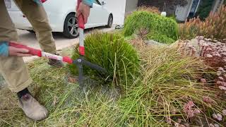 How to Prune Lomandra Part 1 Hard Prune [upl. by Dahsraf]