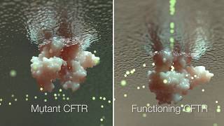 Cystic Fibrosis Mechanism and Treatment  HHMI BioInteractive Video [upl. by Aihsekat]