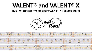 Reel To Real  The VALENT® Family  New Additions [upl. by Ahtiuqal109]