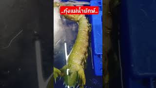 กุ้งแม่น้ำไซส์ใหญ่โซ้ยแหลกแฟมิลี่ food eating [upl. by Radmilla]