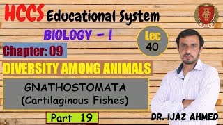 Super Class Gnathostomata Cartilaginous Fishes  Part 19 Chapter 9  1ST YEAR  Dr IJAZ  LEC40 [upl. by Kalasky794]