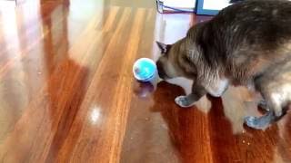 Eddie the Burmese using his Catit treat ball Food puzzles for cats [upl. by Ayerf92]