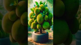 Boost Your Jackfruit Harvest With great planting Methods garden shorts farming planting [upl. by Ihcehcu]