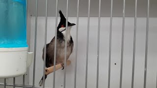 UN BULBUL ORPHÉE  Pycnonotus jocosus  Redwhiskered Bulbul [upl. by Sandstrom]