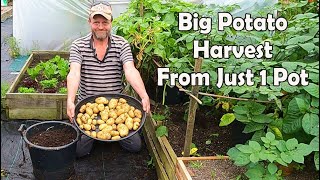 My Biggest Container Grown Early Potato Harvest Ever [upl. by Tadashi]