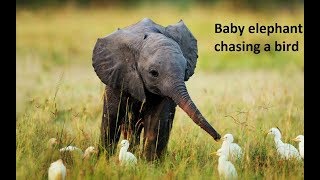 Baby elephant chasing a bird [upl. by Iphigeniah]