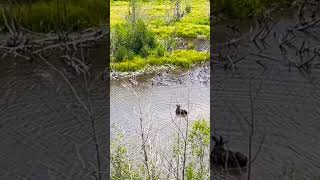 Moose at Grand Teton nature nationalpark grandteton mountains [upl. by Qahsi619]