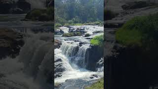 ooty payaker water falls ll amazing falls ll in Tamilnadu  shortsviral video [upl. by Airot]