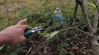 ¿Cómo se debe podar un árbol de limón poda de árboles frutales ejemplo 6 [upl. by James]