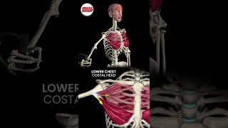 Understanding the Pectoralis Major Division anatomy 3danimation [upl. by Dorlisa]