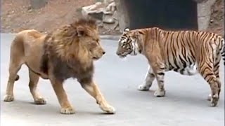 10 Animals That Can Defeat A Lion  Lion VS Prey  Lion VS Predator  Askal [upl. by Rianna]