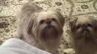 Peanut the singing Brussels Griffon [upl. by Tivad]