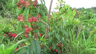 Clerodendrum indicum Turks turban [upl. by Ymmaj]