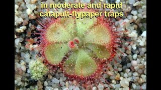 Behaviour of T2 snaptentacles in moderate and rapid catapultflypaper traps [upl. by Ginsburg]