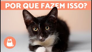 10 COMPORTAMENTOS dos GATOS explicados 🐱❓ [upl. by Nylcaj758]