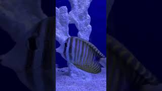 Some new nice marine fish at local fish store fish آکواریوم marinefish [upl. by Lupien570]