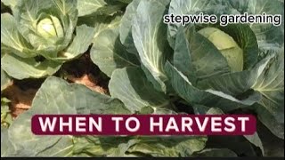 determine maturity in cabbages and how to harvest [upl. by Reteid]