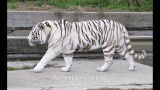 World Beautiful Animal Part 1 [upl. by Sato537]