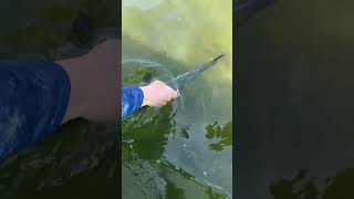 New Jersey HOUNDFISH Catch and Release [upl. by Kcira692]