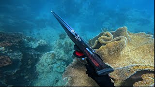 INSANE SPEARFISHING Far North QLD Episode 4 Diving Crocodile infested islands [upl. by Restivo]