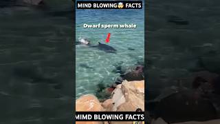 Defense Mechanism Of Dwarf Sperm Whale😱 [upl. by Quinta]