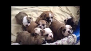 English Bulldog Puppies Birth to 5 Weeks [upl. by Benedikt650]