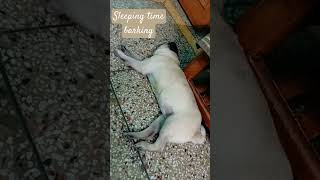 dog barking sounds to make your dog bark  dogsleeping dogbark pug [upl. by Ahsinam]