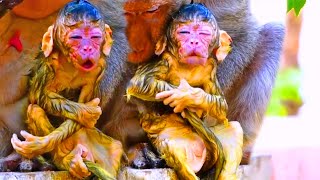 Top action videos of newborn babies monkey was showing [upl. by Nyvlem86]