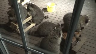 30 April 24 Raccoons feeding tonight [upl. by Carolynne]