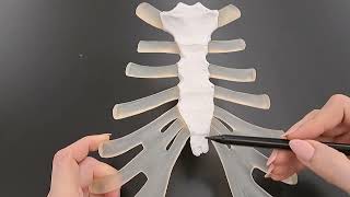 Anatomy of the Sternum in under 2 minutes [upl. by Brantley]