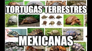 5 tortugas terrestres que habitan en México [upl. by Lasky]