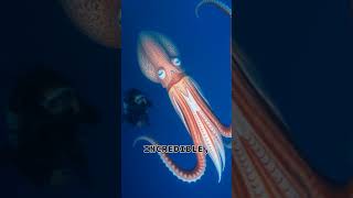 Unveiling the Giant Squid Oceans Elusive Giant [upl. by Sidonius609]