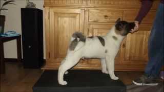 American Akita Growing from mini bear to huge bear in 8 months [upl. by Keithley357]