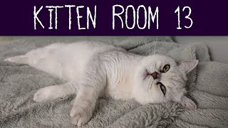 Kitten Room 13 Day 13  Kitten Watch and HAPPY BIRTHDAY VIKA1 [upl. by Nyar]