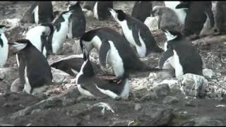 Chinstrap Penguins Mating Antarctica [upl. by Etteb]