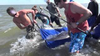 Rescue of a pygmy right whale [upl. by Derfiniw699]