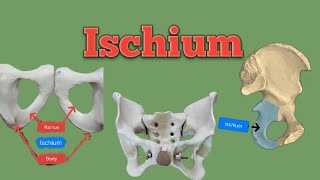 ischium bone  bone of hipbone  lower limb anatomy  Foziya Vohra amp Mukta Nivedita [upl. by Ming]