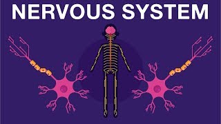 Nervous System  Get to know our nervous system a bit closer how does it works  Neurology [upl. by Aivata]