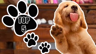 TOP 5  Melhores RAÇAS de cães para APARTAMENTO [upl. by Sig415]