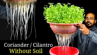 How to grow Coriander without soil  Coriander Dhaniya in hydroponic system [upl. by Adnileb740]