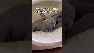 Funny sphynx cat 😂 cute sphynx cat [upl. by Pravit]