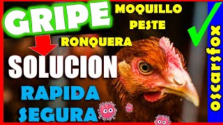 GRIPE en GALLINAS y Pollos SOLUCION 🔰💊remedios en casa PESTE Y MOQUILLO ✅✅✅ [upl. by Hoes540]