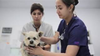 Cirugía Veterinaria COLOCACIÓN DE UN STENT TRAQUEAL [upl. by Leinoto]