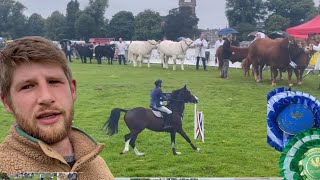 Showing sheep at Scottish livestock agriculture shows [upl. by Ettezoj167]