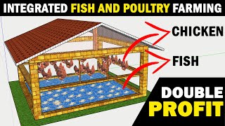 Integrated Fish and Poultry Farming  Integrated Fish and Layer Chicken Farming [upl. by Yrekaz]