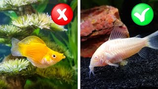 My Honest Review of 10 Beginner Fish from Petco [upl. by Renckens42]