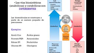 Interrelaciones metabólicas y principios generales de la regulación metabólica  DRE [upl. by Rennie]